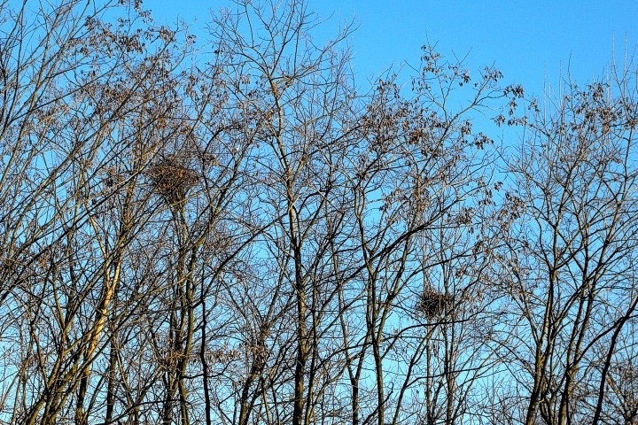 Magpie nests